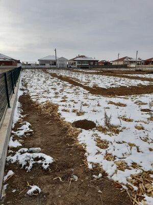 Miyawaki Omeranli 1 2023-02-01 Karin Bereketi.jpg